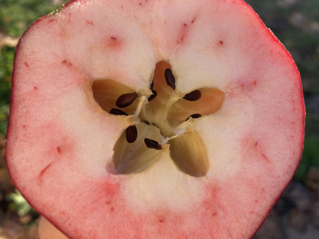 Fünfstern Apfelquerschnitt